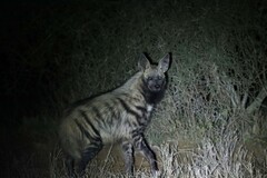 Hyaena hyaena dubbah