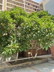 Plumeria acuminata