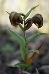 Pterostylis arbuscula