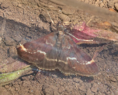 Pyrausta nicalis