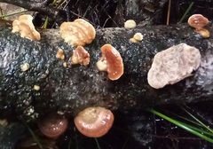 Metuloidea rhinocephala