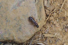 Odontotermes formosanus