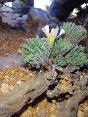 Oxalis crocea
