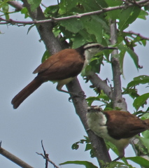 Campylorhynchus chiapensis