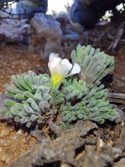 Oxalis crocea