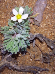 Oxalis crocea