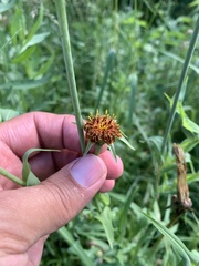 Tragopogon sibiricus