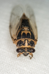 Cicadatra