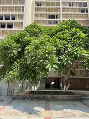 Plumeria acuminata