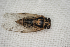 Cicadatra