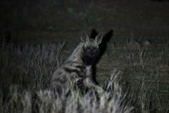 Hyaena hyaena dubbah