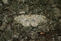 Scopula rufomixtaria