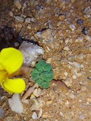 Oxalis bullulata