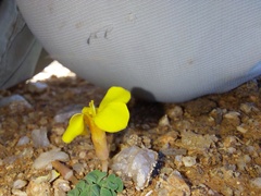 Oxalis bullulata