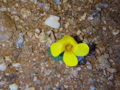 Oxalis bullulata