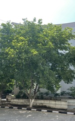 Millettia pinnata