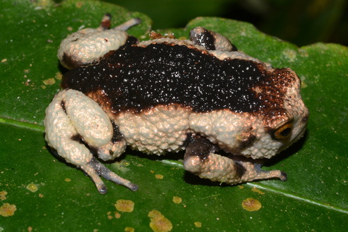 Nguru Warty Frog, Callulina meteora
