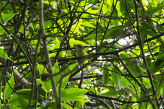 Phyllergates cucullatus