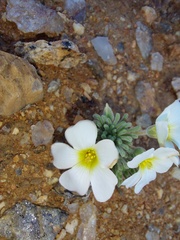 Oxalis crocea