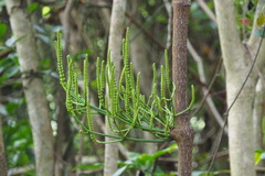 Gnetum luofuense