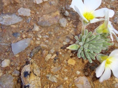 Oxalis crocea