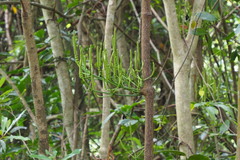 Gnetum luofuense