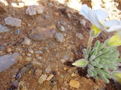 Oxalis crocea