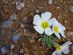 Oxalis crocea