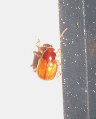 Metachroma pellucidum