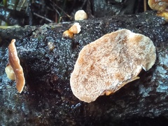 Metuloidea rhinocephala