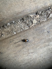 Drapetes mordelloides