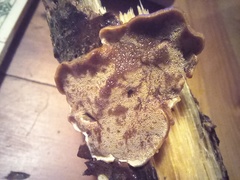 Metuloidea rhinocephala