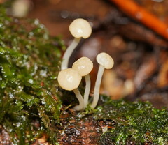 Vibrissea dura