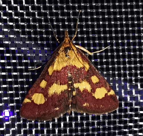 Pyrausta purpuralis