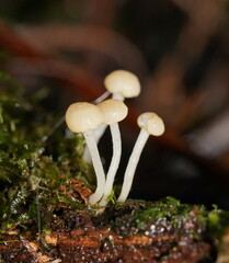 Vibrissea dura