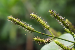 Gnetum luofuense