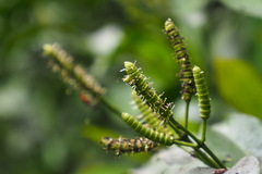 Gnetum luofuense