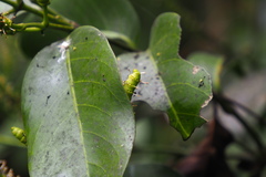 Gnetum luofuense