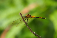 Orthetrum luzonicum