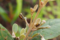 Cryptocephalus trifasciatus