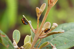 Cryptocephalus trifasciatus