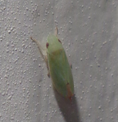 Memnonia flavida