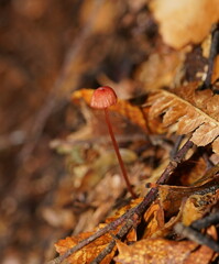 Mycena tuvara