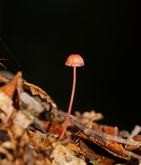 Mycena tuvara