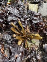 Halosaccion glandiforme