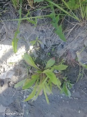 Taraxacum officinale