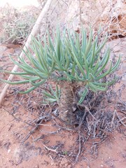 Tylecodon reticulatus