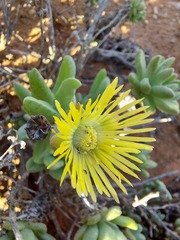 Mitrophyllum