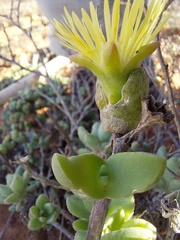 Mitrophyllum