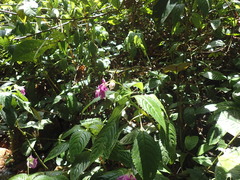 Impatiens irvingii